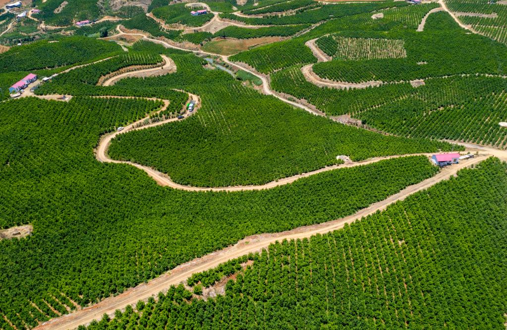 云南賓川：小柑桔成就&ldquo;甜蜜&rdquo;大產(chǎn)業(yè)