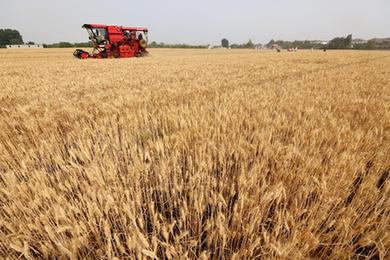 &ldquo;三夏&rdquo;時(shí)節麥收忙