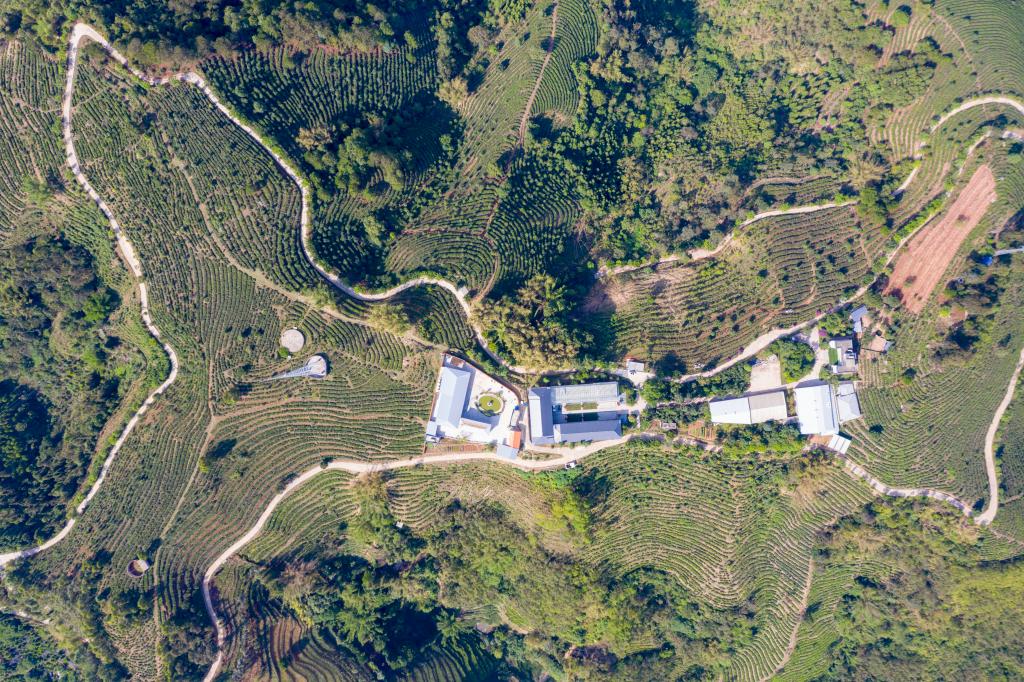 云南綠春：做好&ldquo;一縣一業(yè)&rdquo;茶文章