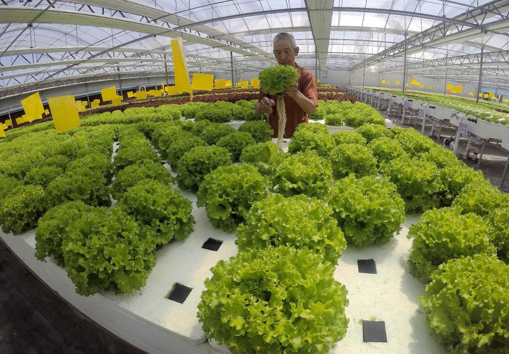 石家莊藁城：高效現代農業(yè)賦能鄉村產(chǎn)業(yè)振興