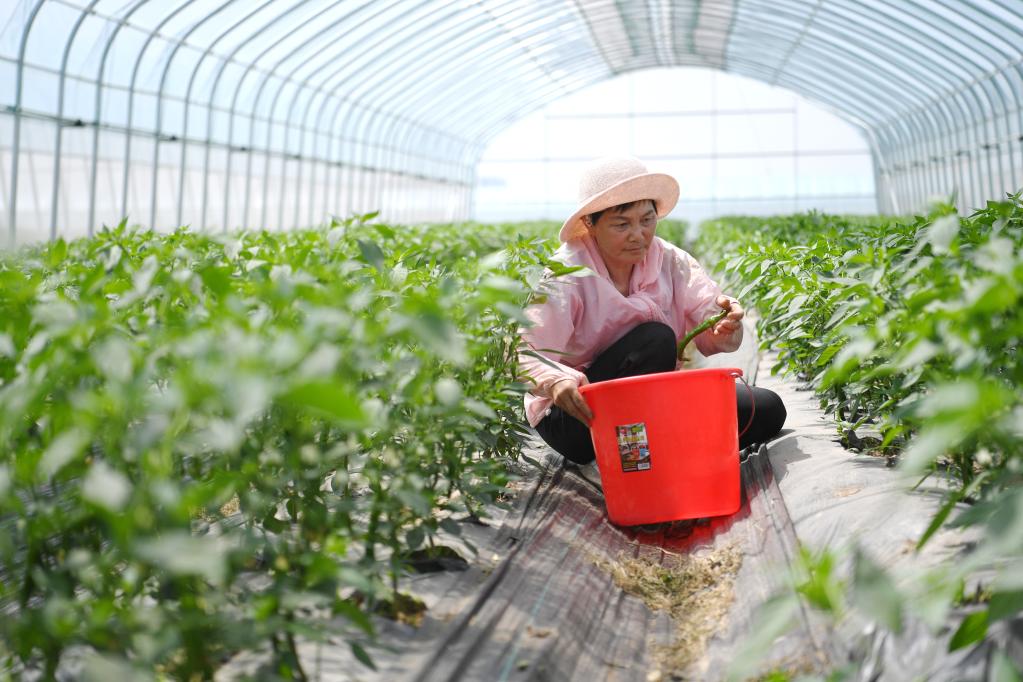 雄安新區：&ldquo;南椒北移&rdquo;助增收