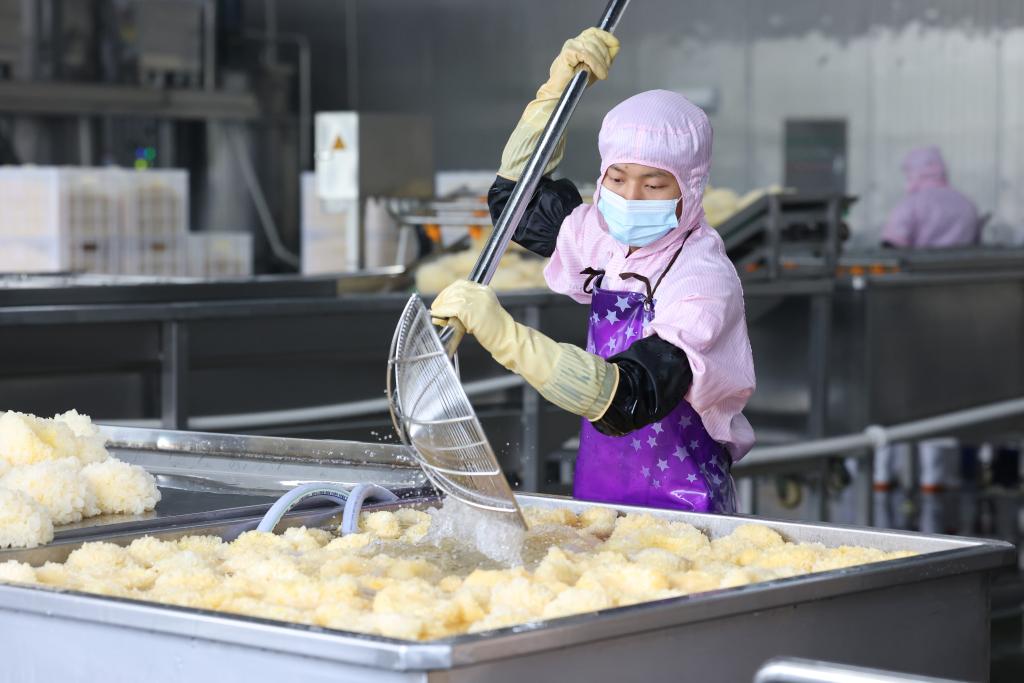 福建古田：小銀耳開(kāi)出&ldquo;致富花&rdquo;