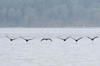 密云水庫成為候鳥(niǎo)育兒樂(lè )園