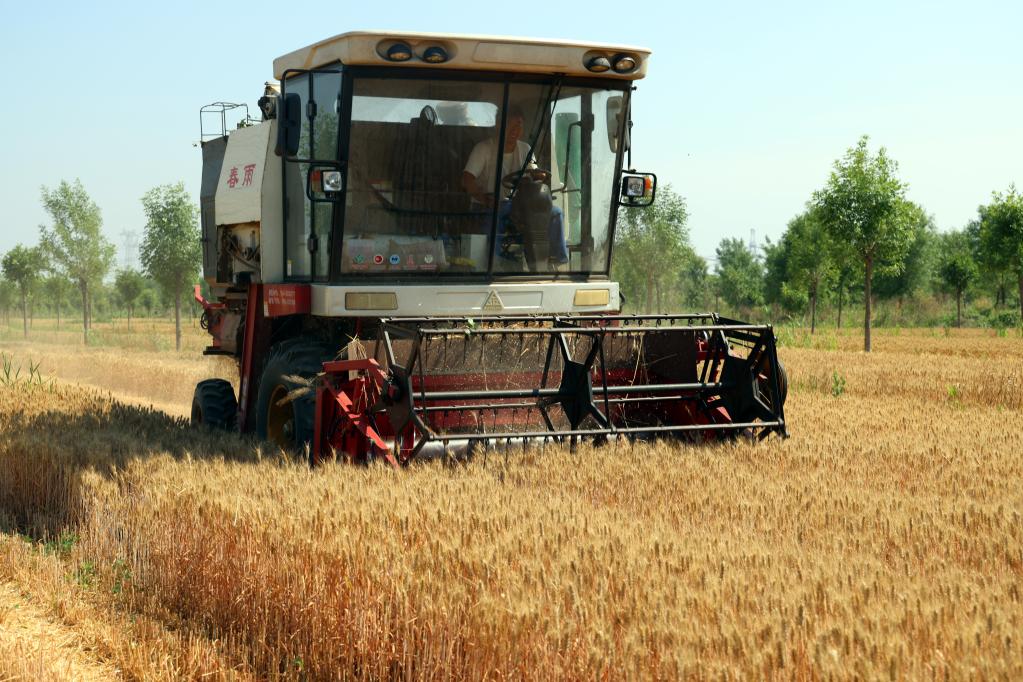 山東沾化：&ldquo;黑金&rdquo;帶動(dòng)農民增收