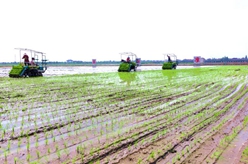 搶抓農時(shí)種水稻