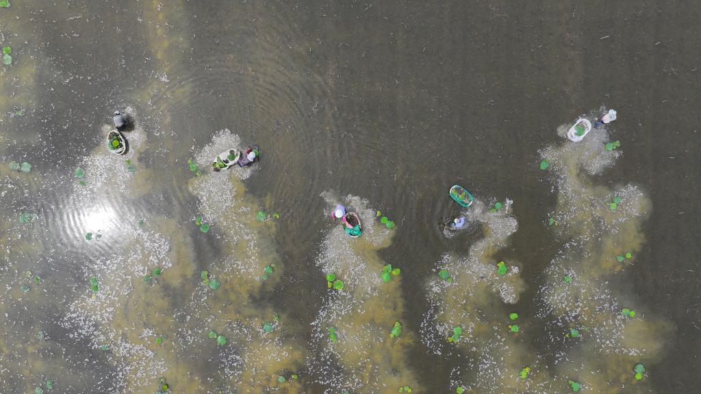 江蘇洪澤：移栽芡實(shí) 助農增收