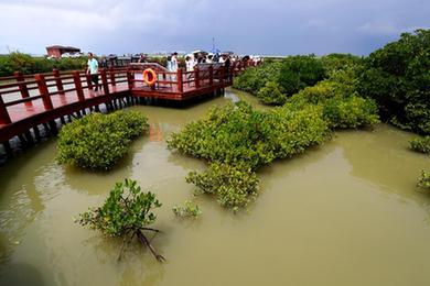 高質(zhì)量發(fā)展調研行丨廣東湛江：將紅樹(shù)林打造成綠美廣東新亮點(diǎn)