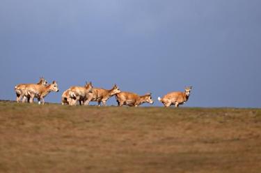 在可可西里卓乃湖，&ldquo;邂逅&rdquo;藏羚羊