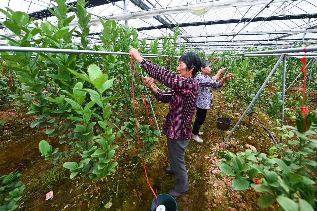 新華全媒+丨浙江金華：打造&ldquo;千萬(wàn)工程&rdquo;鄉村特色產(chǎn)業(yè)共富帶