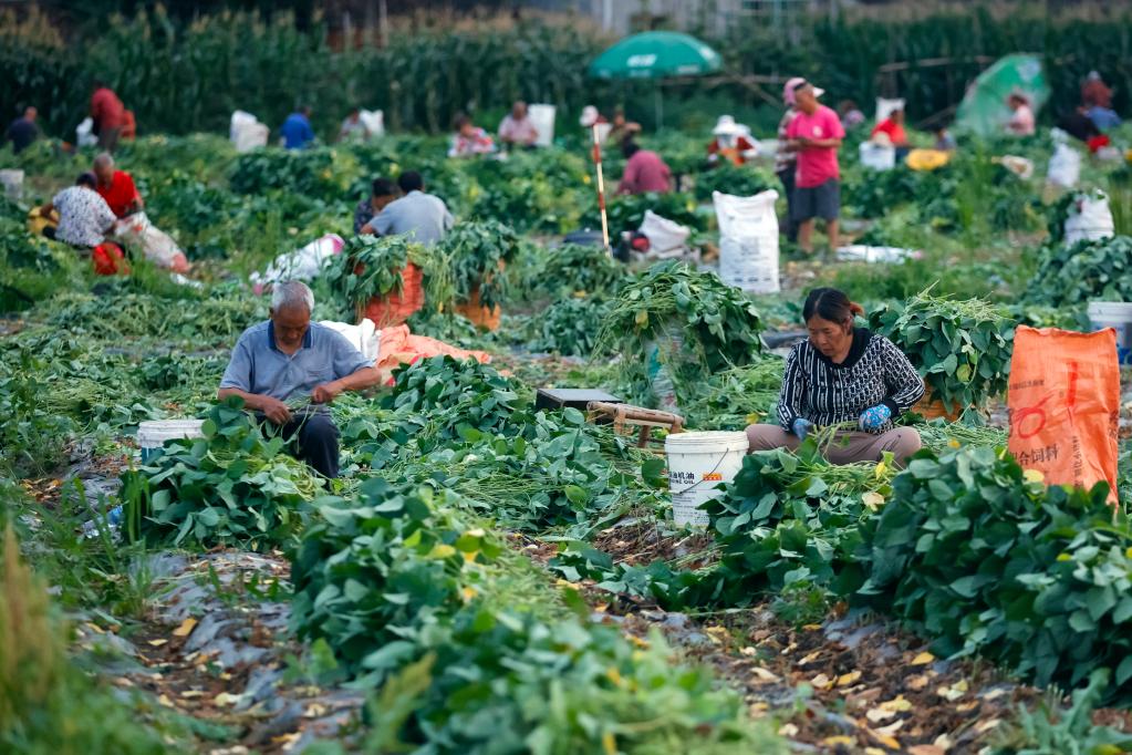 一捧毛豆的&ldquo;不眠夜&rdquo;