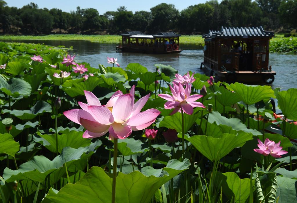 圓明園賞荷正當時(shí)
