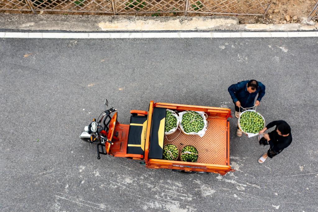 重慶：&ldquo;脆李航班&rdquo;助力巫山脆李飛出三峽庫區
