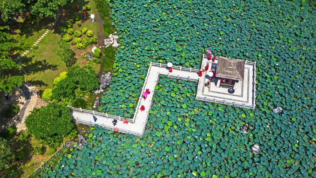 詩(shī)意中國丨荷花宮樣美人妝，荷葉臨風(fēng)翠作裳