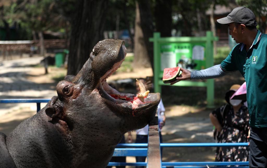 遼寧鞍山：動(dòng)物消暑享&ldquo;清涼&rdquo;