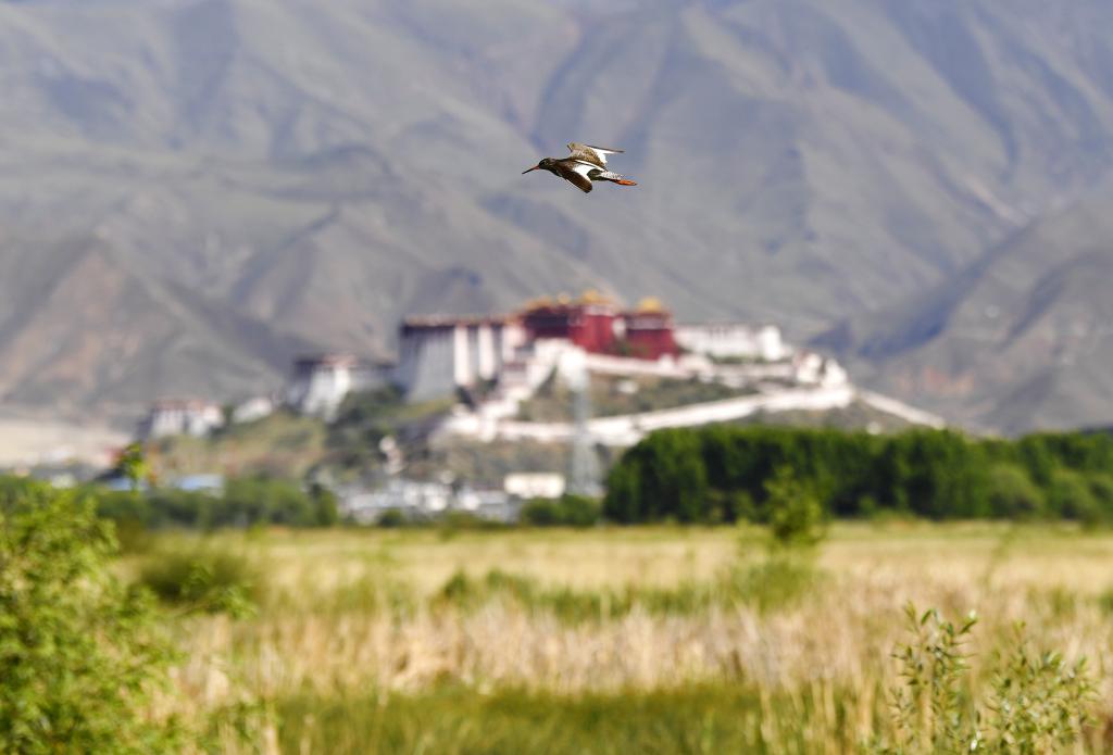 鏡觀(guān)中國&middot;新華社國內新聞?wù)掌恢芫x