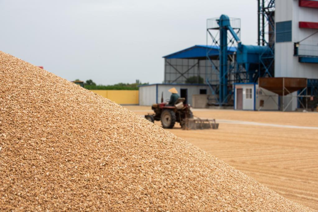 寧夏石嘴山:夏日麥收忙