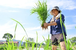 搶農時(shí) 忙&ldquo;雙搶&rdquo;