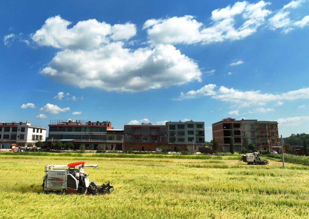 湖南：夏日炎炎忙&ldquo;雙搶&rdquo;