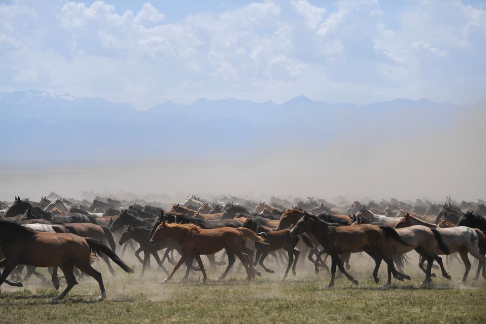來(lái)新疆昭蘇看&ldquo;萬(wàn)馬奔騰&rdquo;