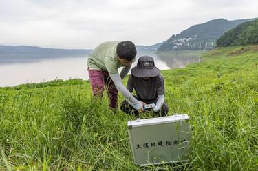 長(cháng)江行｜這里的消落帶有了綠意