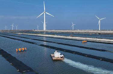 河北樂(lè )亭：特色海產(chǎn)養殖促增收