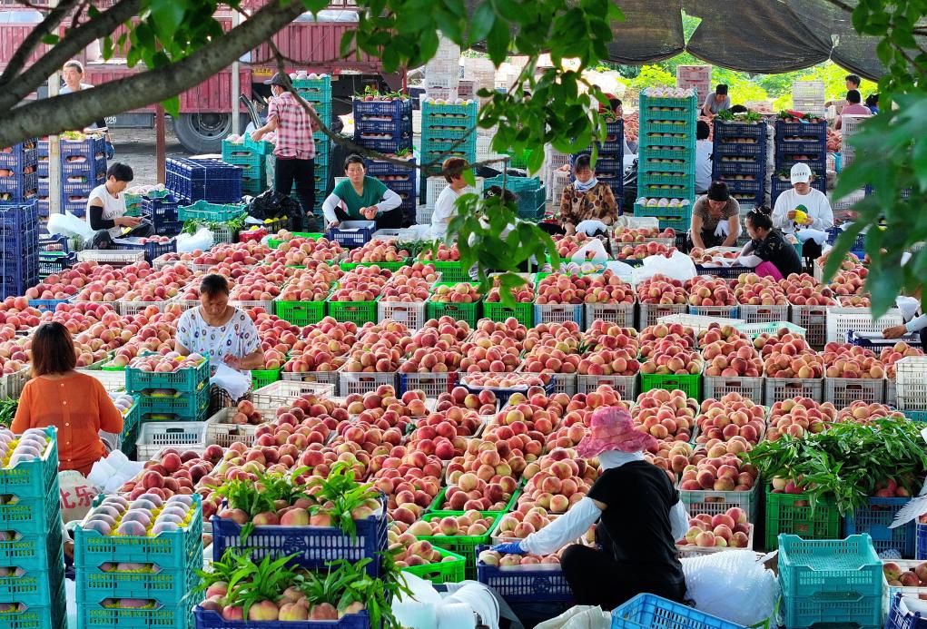 河北樂(lè )亭：鮮桃產(chǎn)業(yè)&ldquo;映紅&rdquo;鄉村振興路