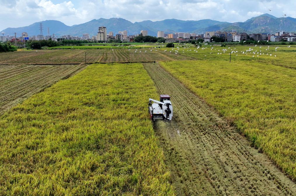 盛夏時(shí)節&ldquo;雙搶&rdquo;忙