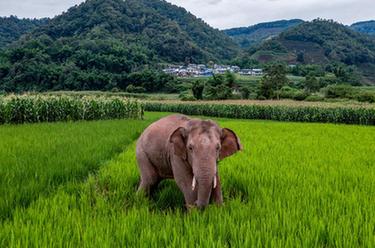 國道之行 從雪山奔向大海｜12年，大象&ldquo;逛吃團&rdquo;在這里流連忘返