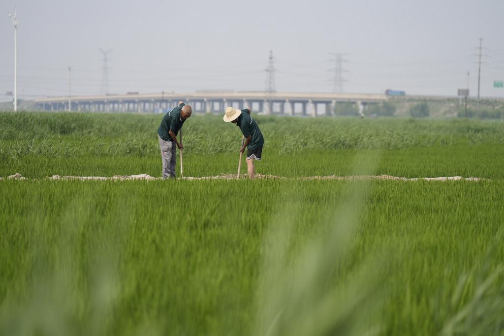 河北豐南：鹽堿地綜合治理顯成效