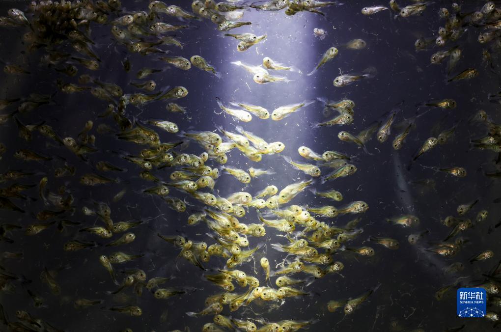 神州風(fēng)物丨大黃魚(yú)&ldquo;重生&rdquo;記