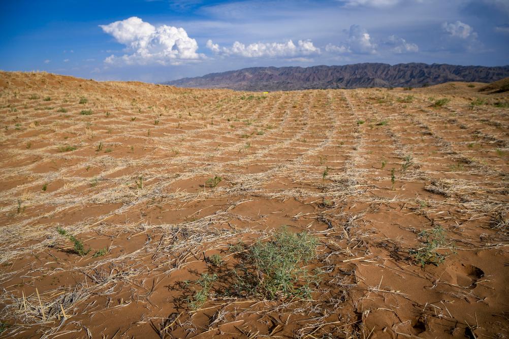 高質(zhì)量發(fā)展調研行丨寧夏中衛：多措并舉 綠進(jìn)沙退