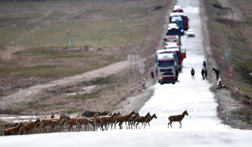 青?？煽晌骼锊亓缪蜻M(jìn)入回遷高峰期