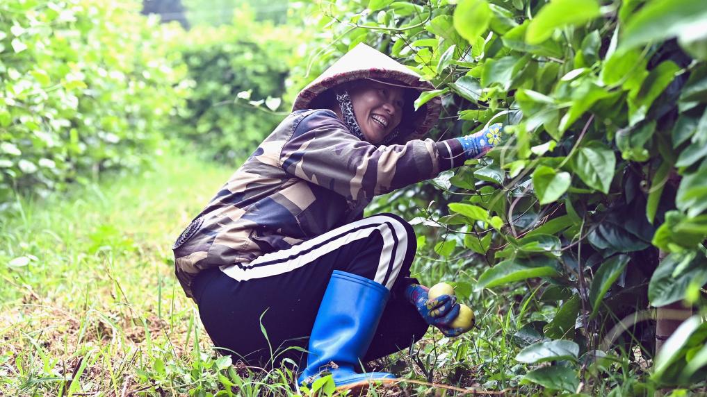 欽州：黃金百香果帶火&ldquo;田園經(jīng)濟&rdquo;