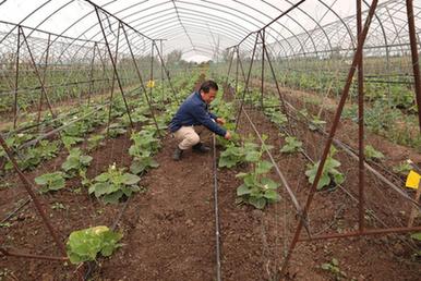 探訪(fǎng)中國在非洲援建的第一個(gè)農業(yè)技術(shù)示范中心