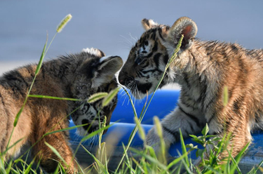新華全媒+丨大小老虎齊出鏡 &ldquo;老虎日&rdquo;里展雄風(fēng)