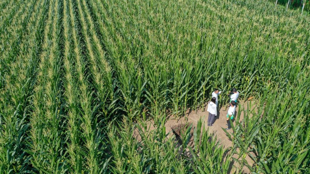 新華全媒+丨為更多黑土地蓋上&ldquo;被子&rdquo;