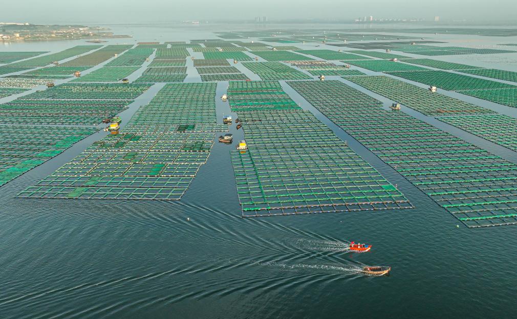 山東榮成：生態(tài)養殖海洋經(jīng)濟高質(zhì)量發(fā)展