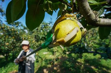 四季中國丨夏日樹(shù)山村