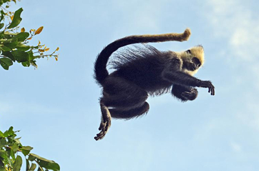 國道之行 從雪山奔向大海丨一群&ldquo;國寶&rdquo;從頭頂&ldquo;嗖嗖&rdquo;飛過(guò)