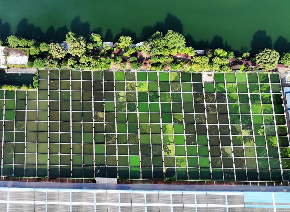 改革故事丨&ldquo;金魚(yú)村&rdquo;的變遷