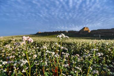 長(cháng)城腳下蕎麥花開(kāi)