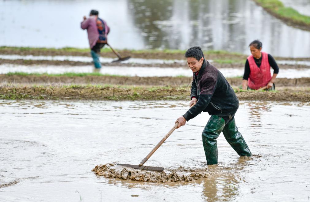 新華全媒+丨春播希望 秋收幸福&mdash;&mdash;稻農老陳育種記