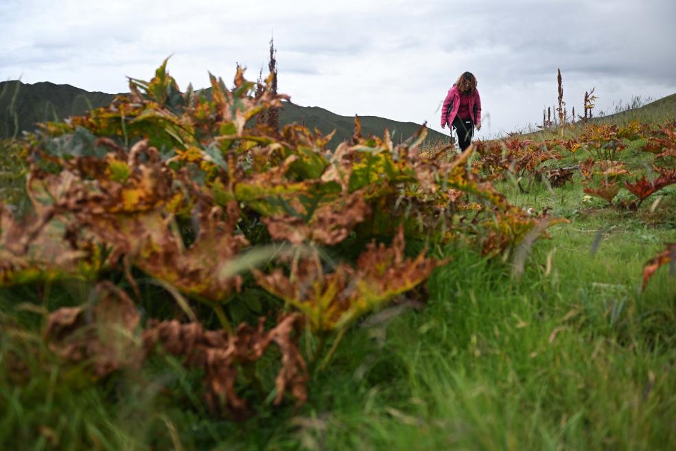 青海果洛：&ldquo;草藥間種&rdquo;助力黑土灘治理