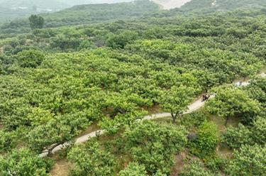 河北寬城：早熟板栗進(jìn)入收獲季 板栗深加工助農增收