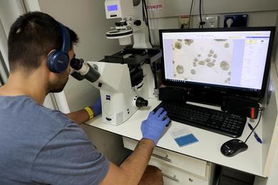 以色列研究人員通過(guò)干細胞創(chuàng  )建出人類(lèi)早期胚胎模型