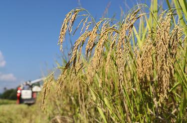 秋收好&ldquo;豐&rdquo;景