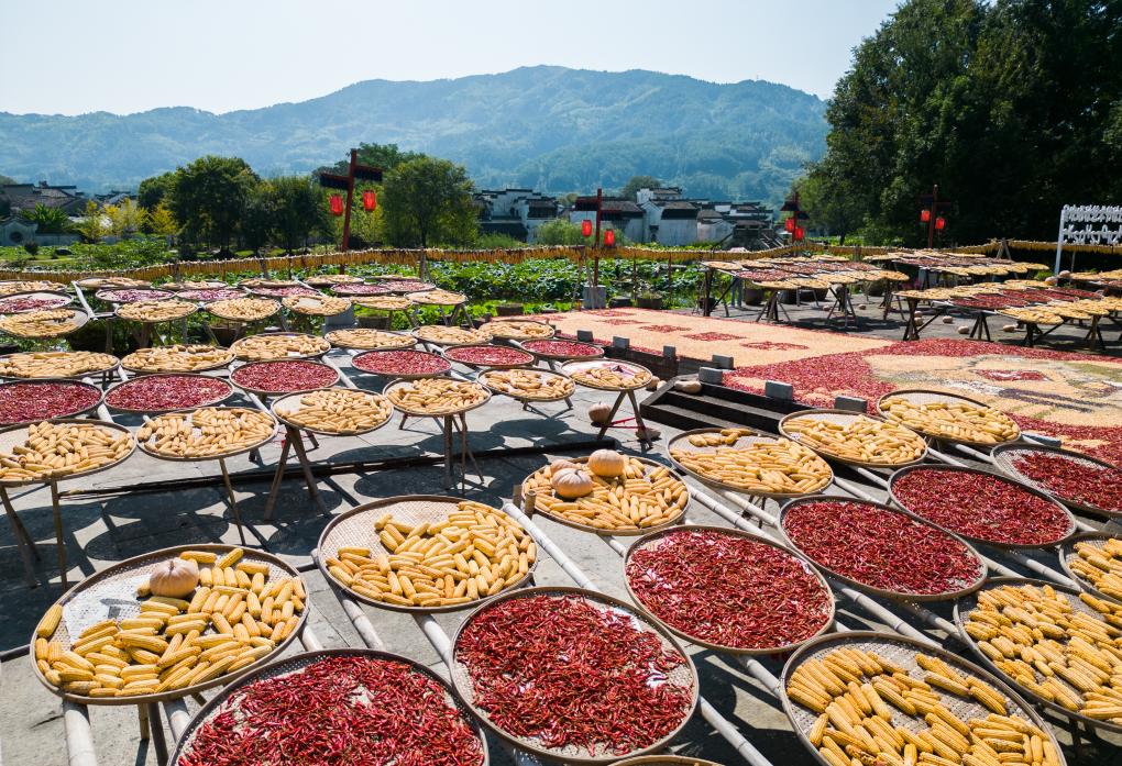 美麗中國丨皖南曬秋&ldquo;畫(huà)&rdquo;豐收