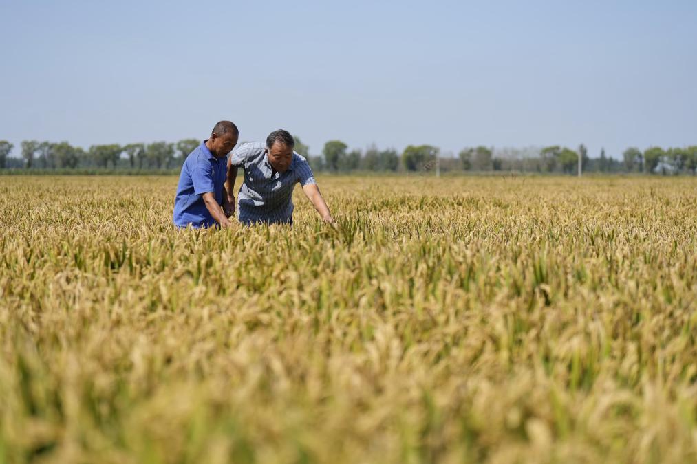 河北樂(lè )亭：鹽堿地上稻飄香