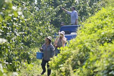 河北玉田：荒山綜合開(kāi)發(fā)助力鄉村振興
