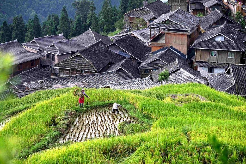 秋收正當時(shí)